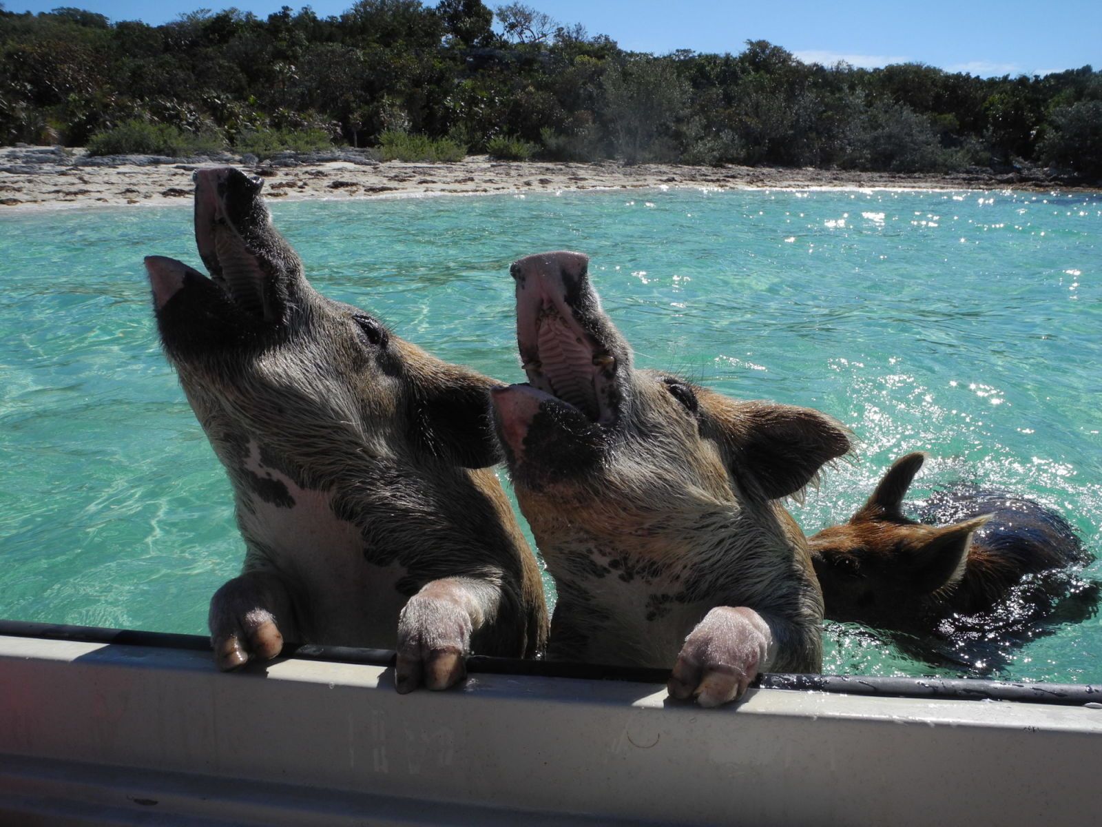 Pigs Singing Boatside ZZZ - Carol Kent Yacht Charters International ...